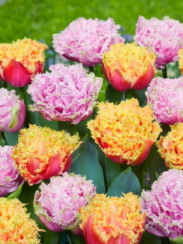 Tulpe 'Brisbane' - 15 Stück