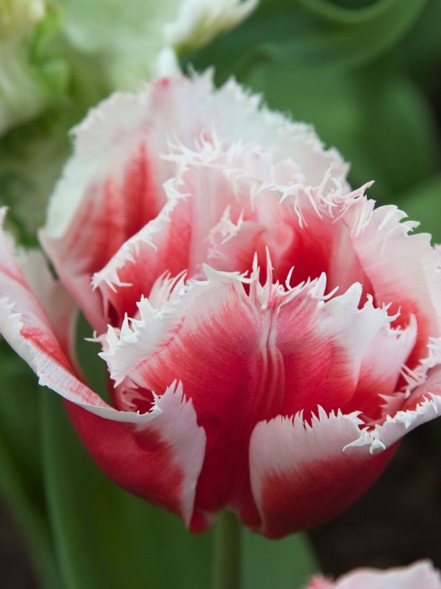 Tulpe 'Canasta' - 25 Stück