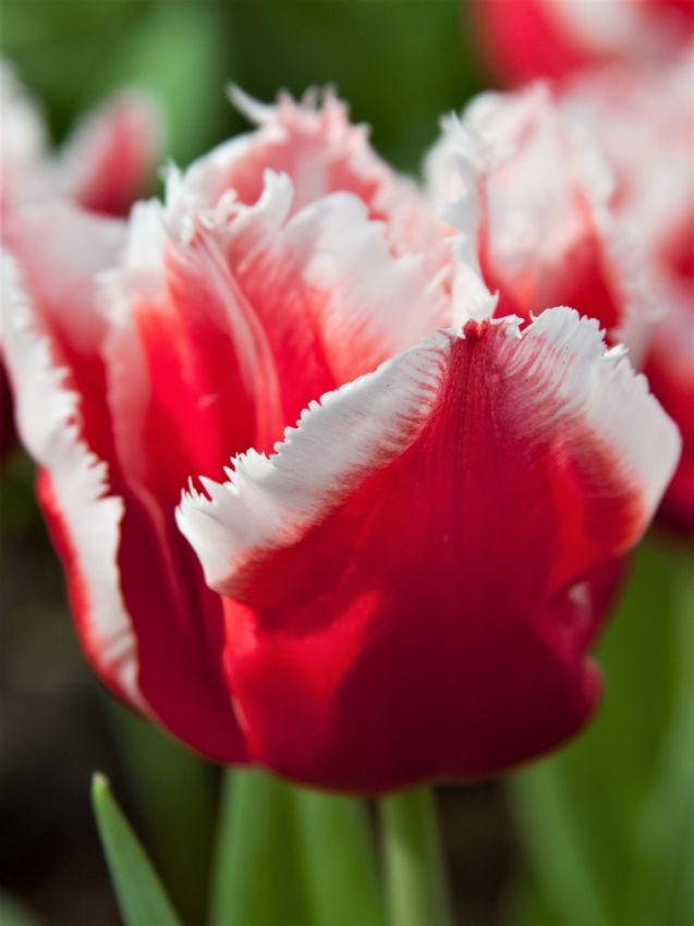 Tulpe 'Canasta' - 25 Stück
