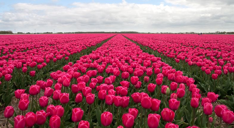 Tulpe 'Carola' - 25 Stück