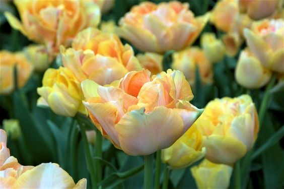 Tulipa 'Charming Lady' - Tulpe