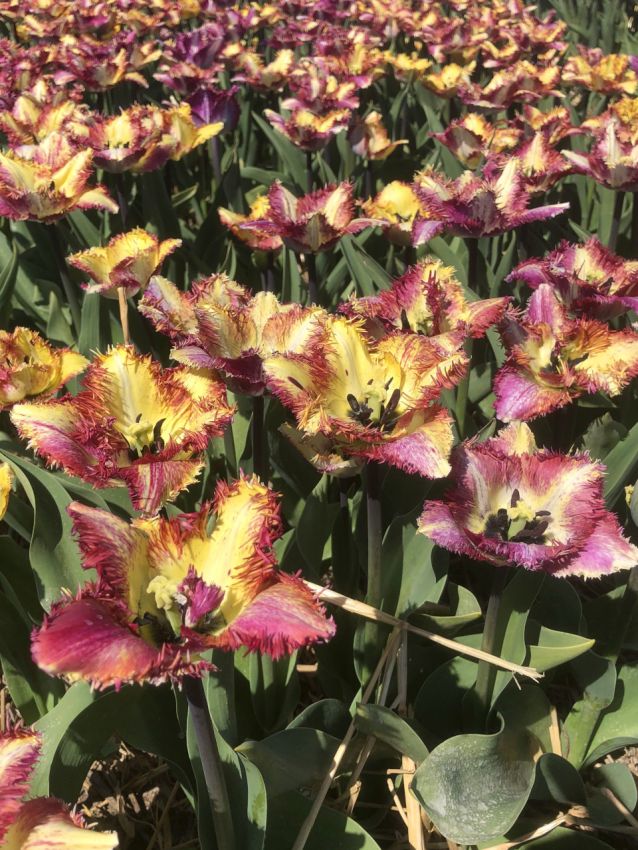 Tulipa 'Colour Fusion' - Tulpe