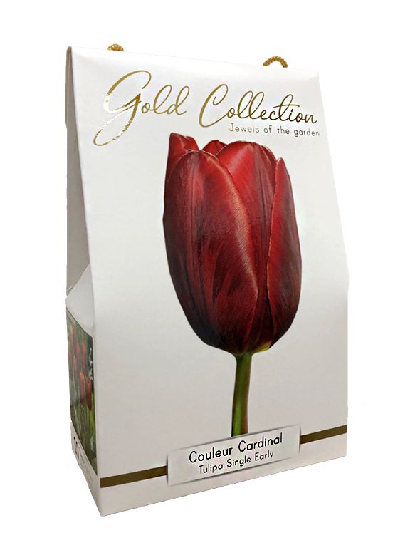 Tulpen Couleur cardinal - gold collection