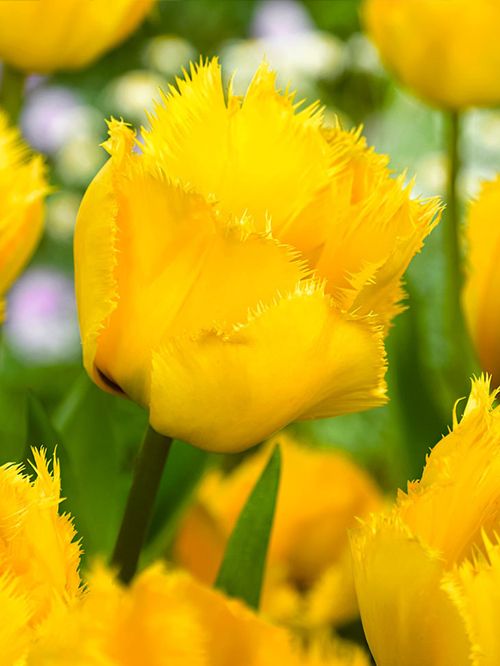 Tulipa 'Crystal Star' - Tulpe