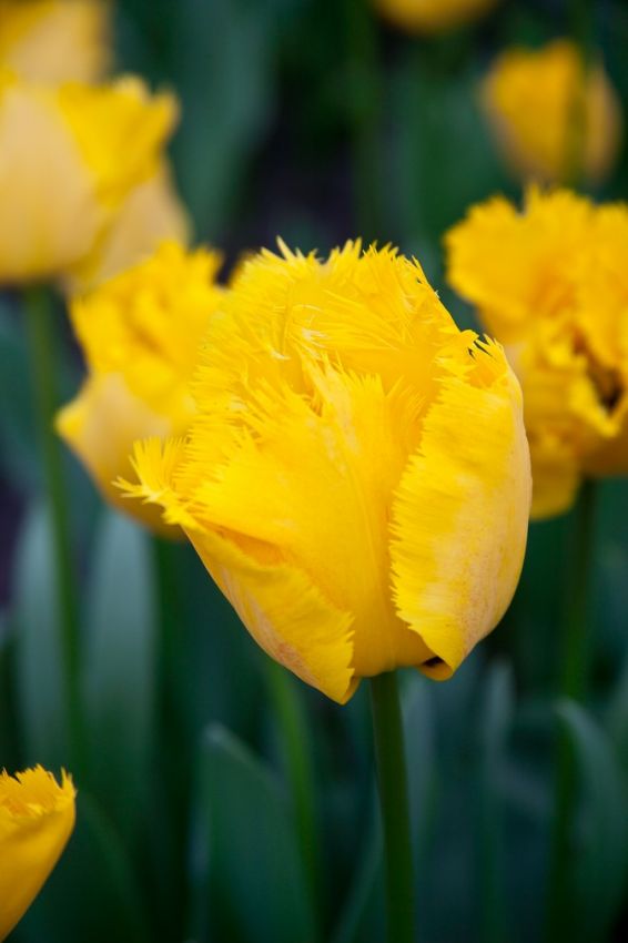 Tulipa 'Crystal Star' - Tulpe