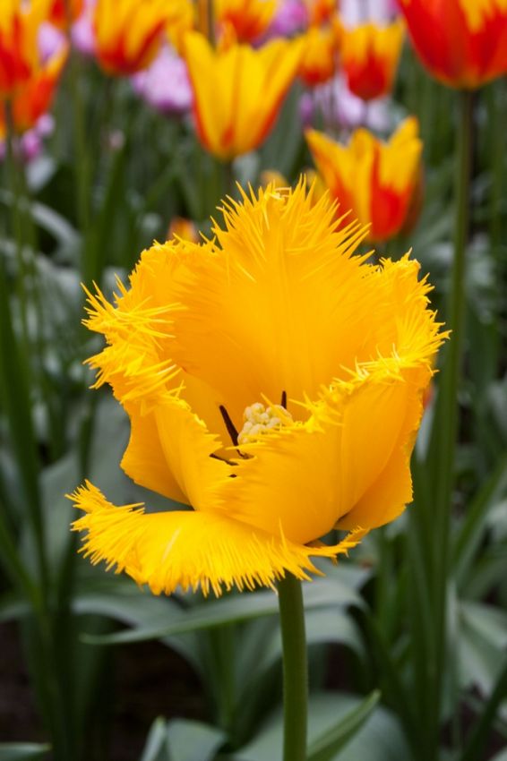Tulipa 'Crystal Star' - Tulpe