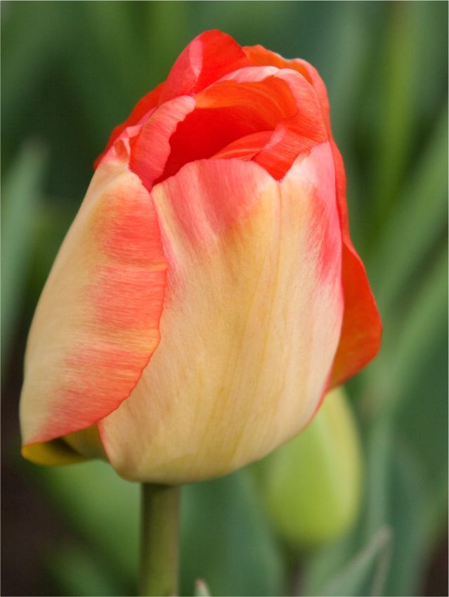 Tulipa 'Daydream' - Tulpe