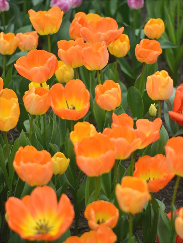 Tulpen Daydream