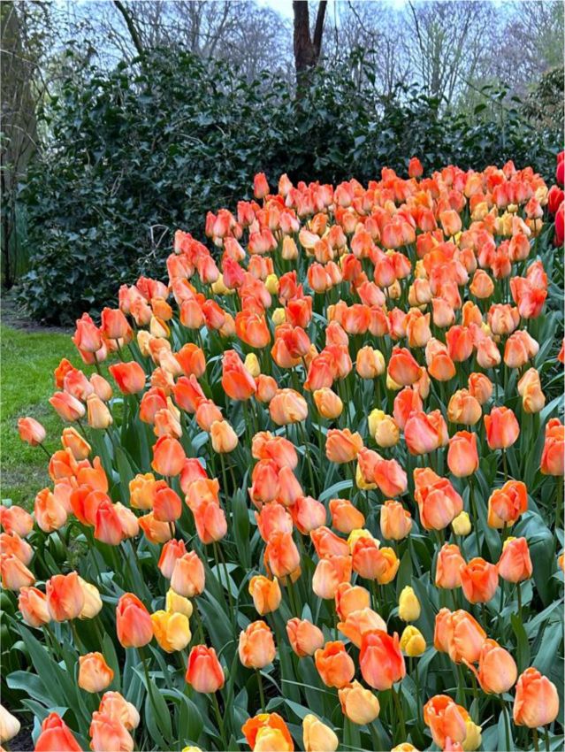 Tulipa 'Daydream' - Tulpe