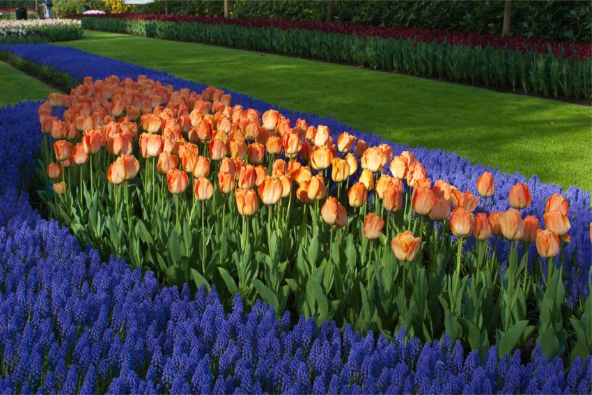 Tulipa 'Daydream' - Tulpe