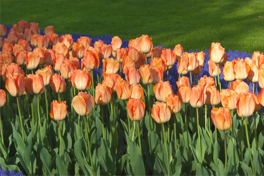 Tulipa 'Daydream' - Tulpe