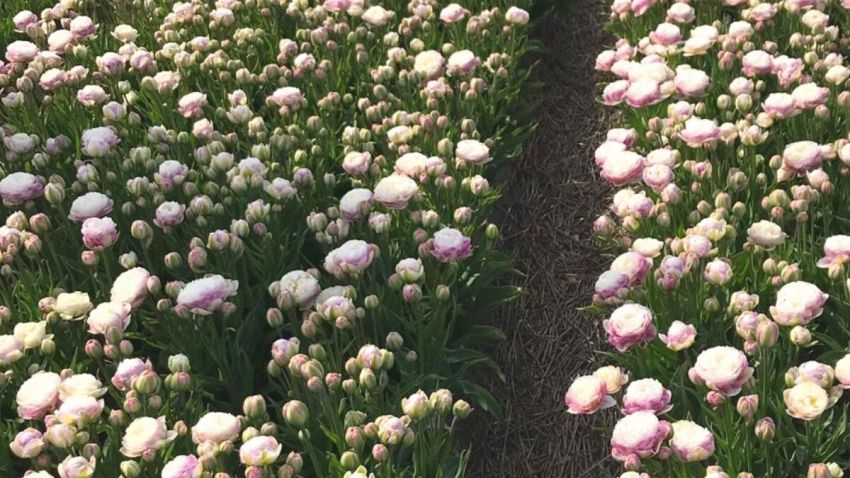 Tulpe 'Double Surprise' - 15 Stück