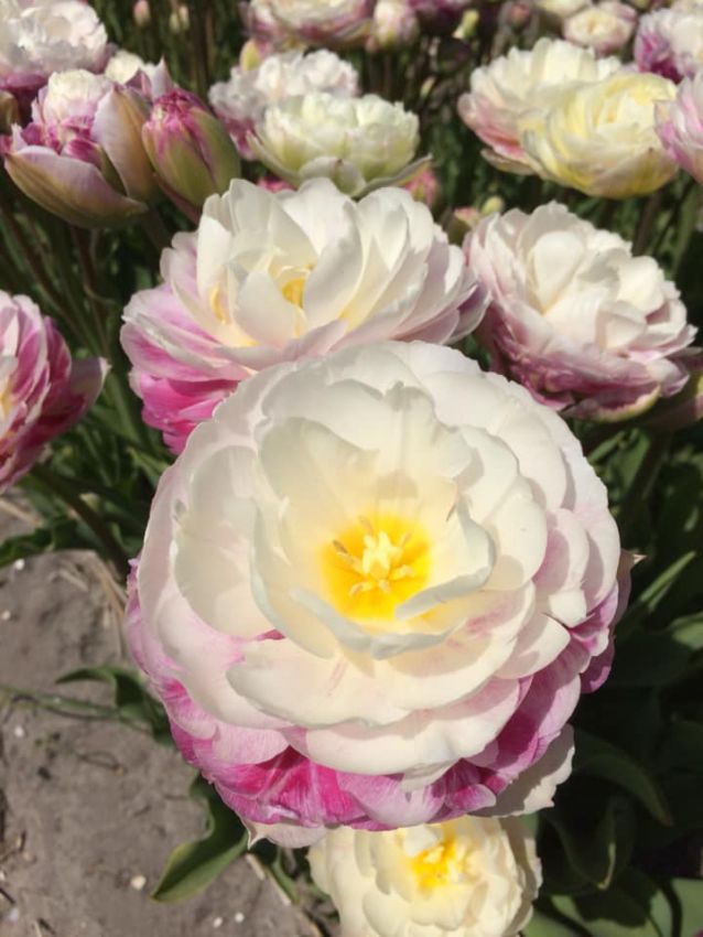 Tulpe 'Double Surprise' - 15 Stück