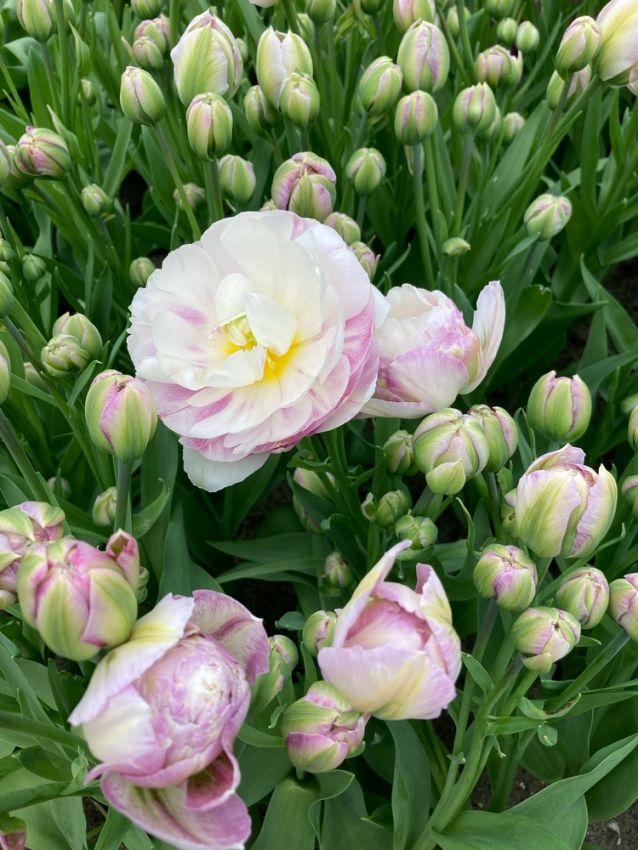 Tulpe 'Double Surprise' - 15 Stück