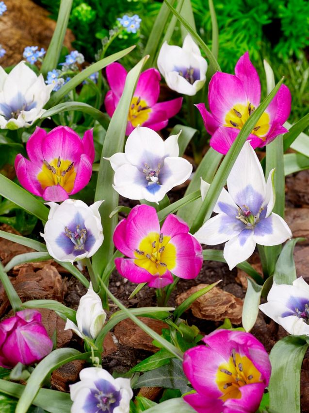 Tulpe 'Humilis Alba Coerulea Oculata' - 6 Stück