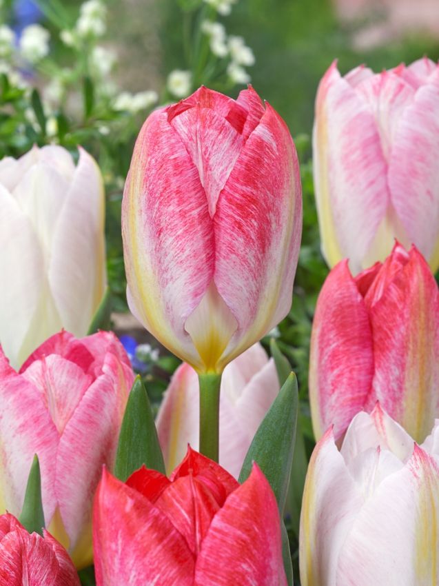 Tulpen Flaming purissima