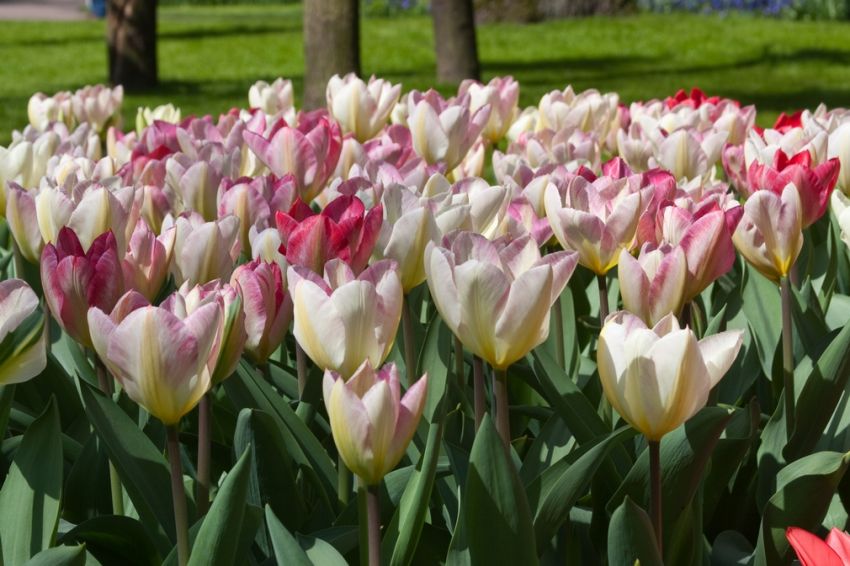 Tulpe 'Flaming Purissima' - 20 Stück