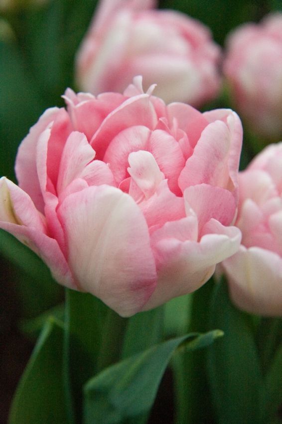 Tulpe 'Foxtrot' - 15 Stück