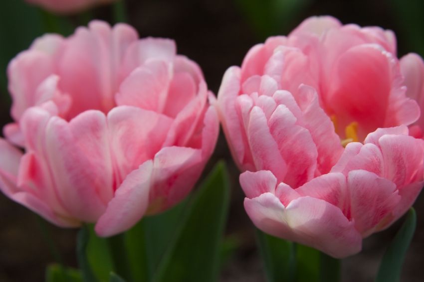 Tulpe 'Foxtrot' - 15 Stück