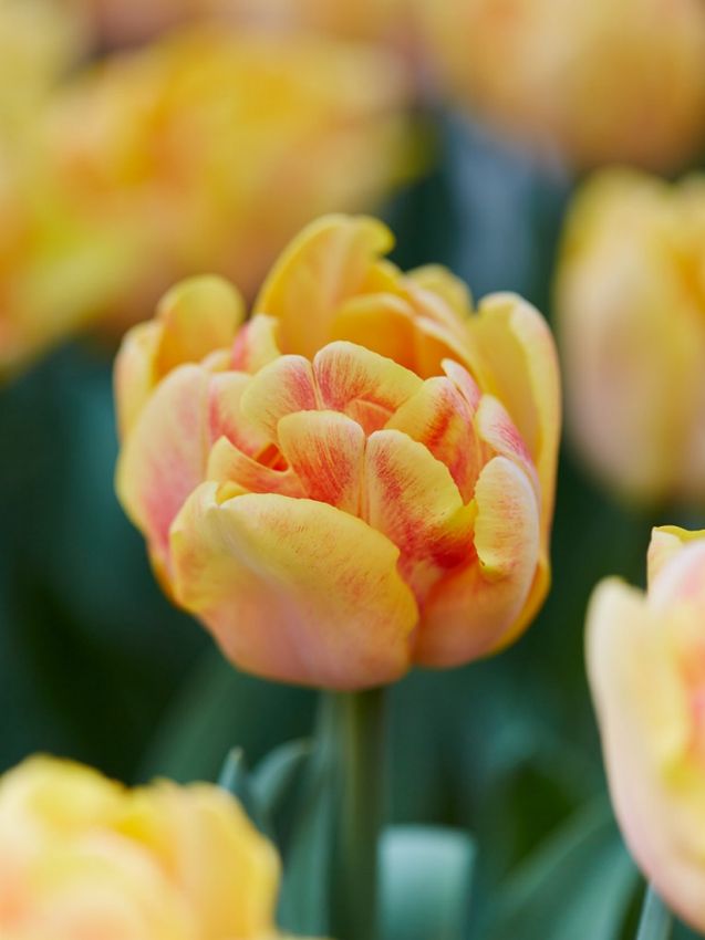 Tulpe 'Foxy Foxtrot' - 10 Stück