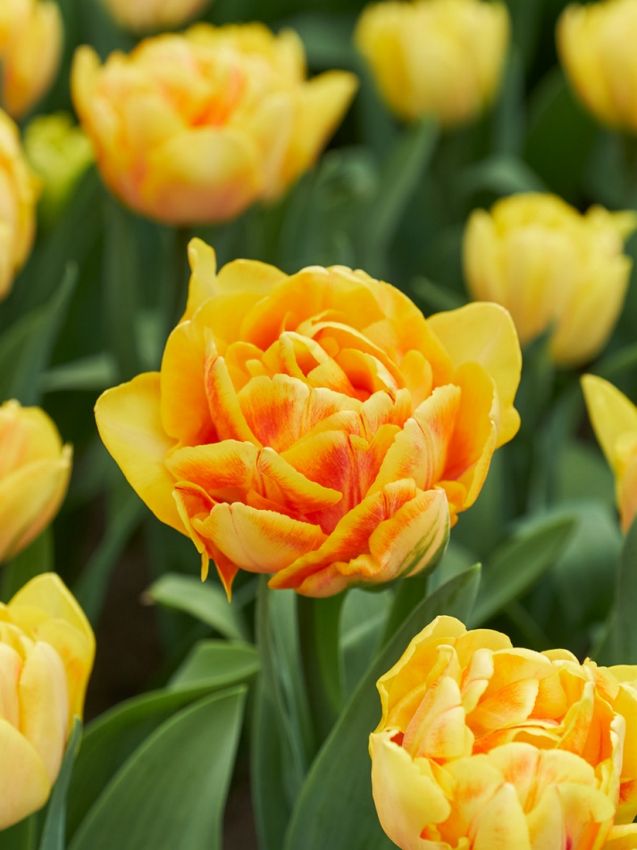 Tulpe 'Foxy Foxtrot' - 10 Stück