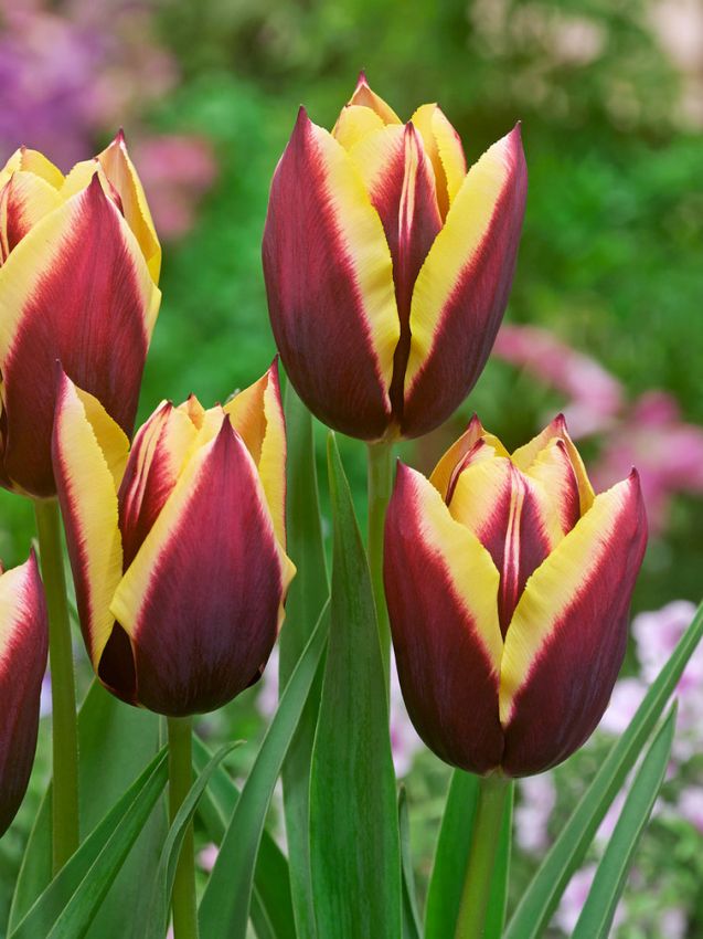 Tulpe 'Gavota' - 25 Stück
