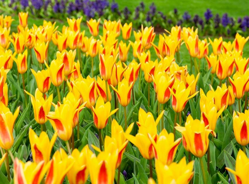 Tulpe 'Giuseppe Verdi' - 20 Stück