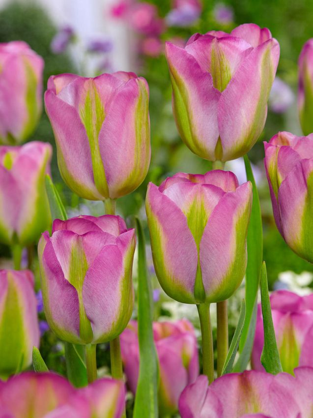 Tulpe 'Groenland' - 20 Stück