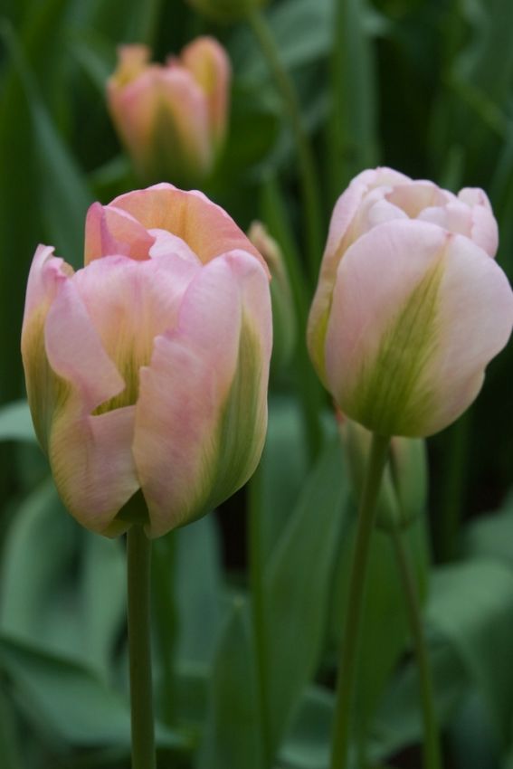 Tulpe 'Groenland' - 20 Stück