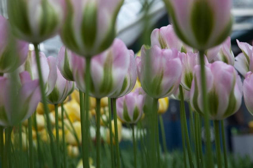 Tulpe 'Groenland' - 20 Stück