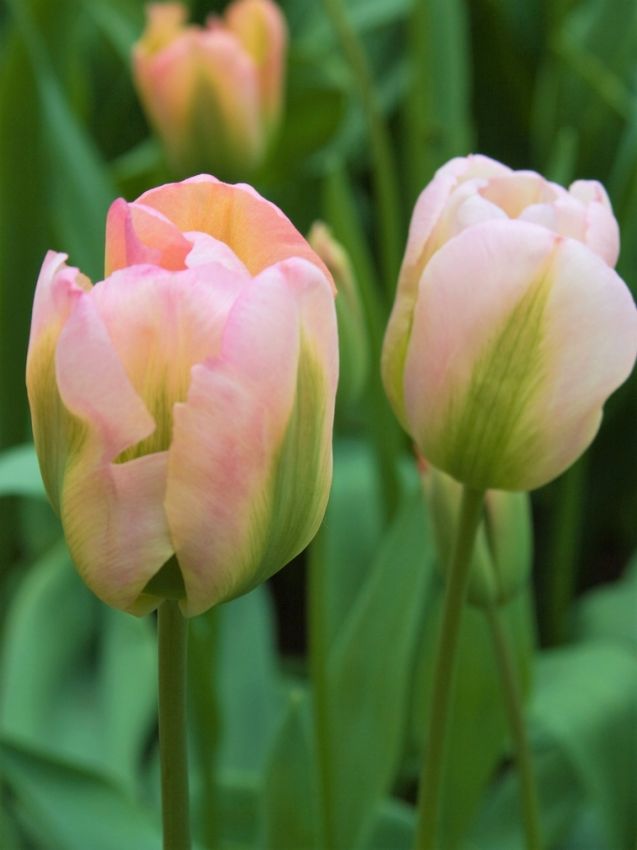 Tulpe 'Groenland' - 20 Stück