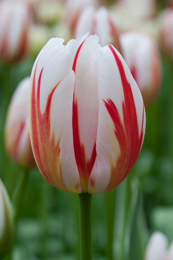 Tulpe 'Happy Generation' - 25 Stück