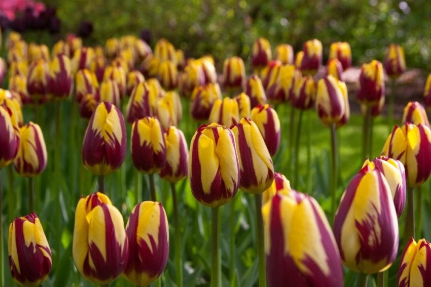 Tulpe 'Helmar' - 15 Stück