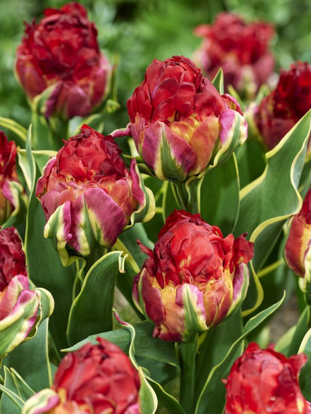 Tulpe 'Ice Cream Sorbet' - 5 Stück