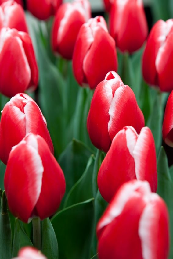 Tulpe 'Kung Fu' - 25 Stück
