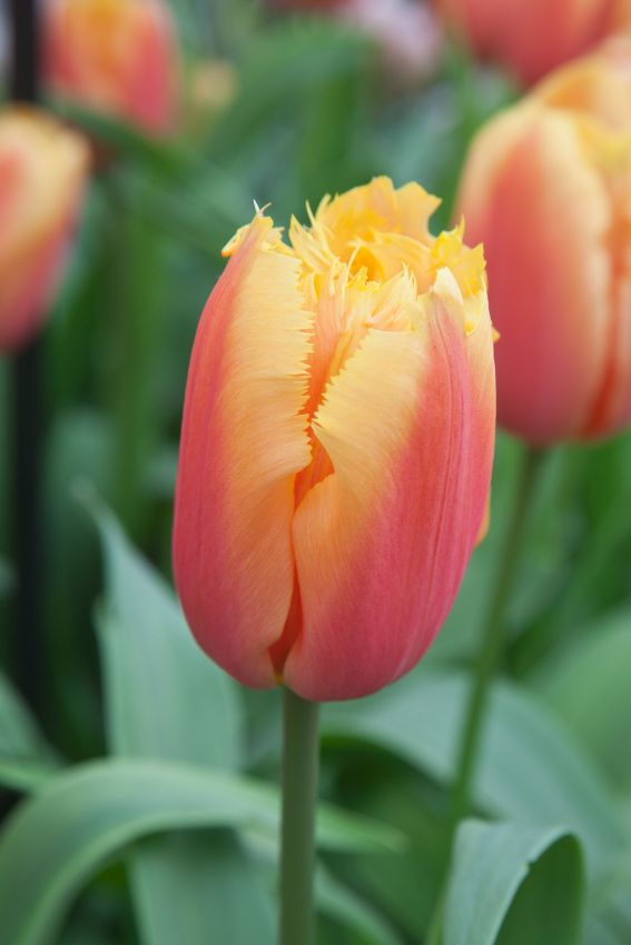 Tulpe 'Lambada' - 20 Stück