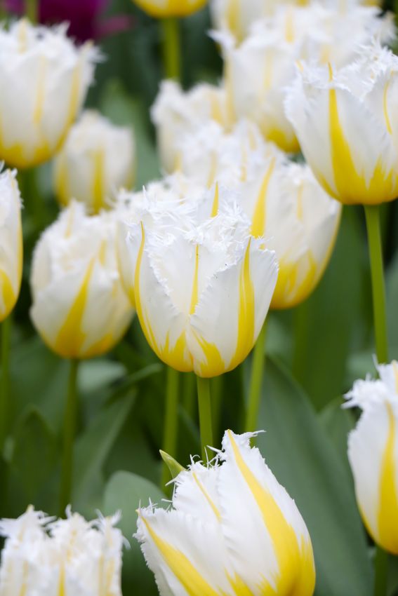 Tulipa 'Lemon Beauty' - Tulpe