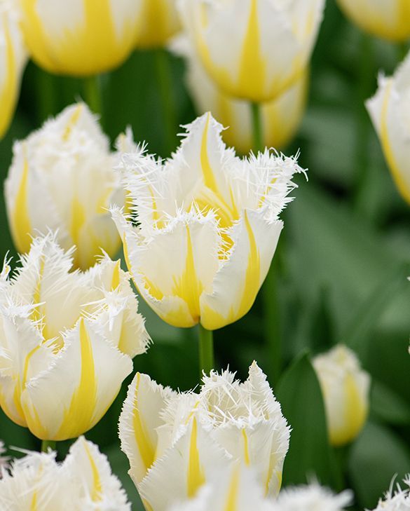 Tulpen Lemon beauty