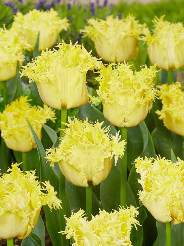 Tulipa 'Lemon Shoot' - Tulpe
