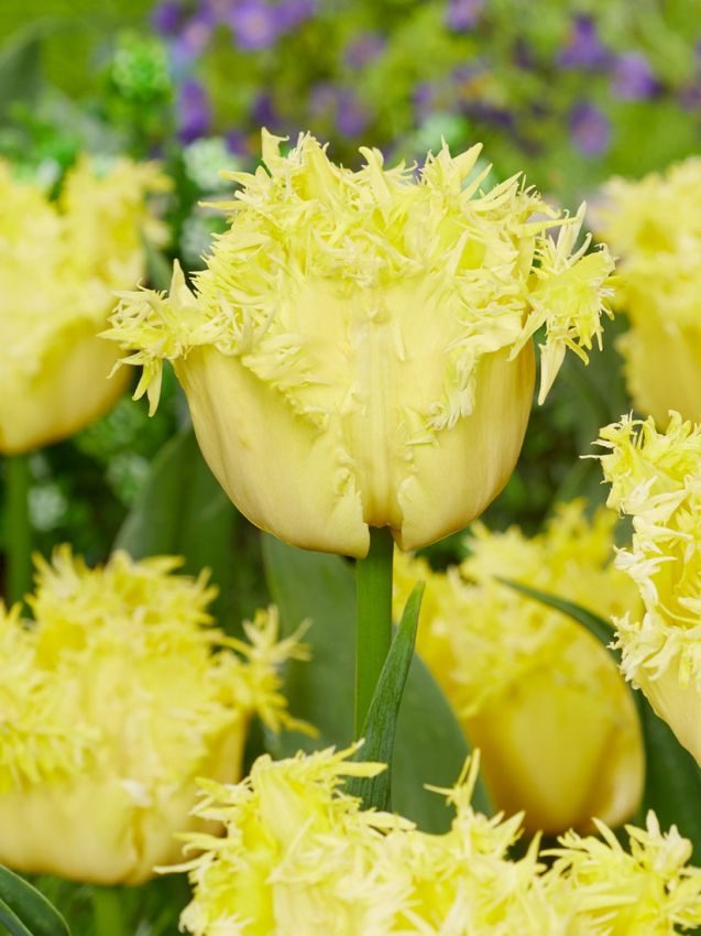 Tulpen Lemon shoot
