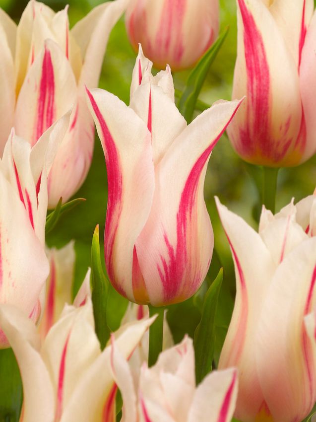 Hippeastrum 'Marilyn' - Rittersterne