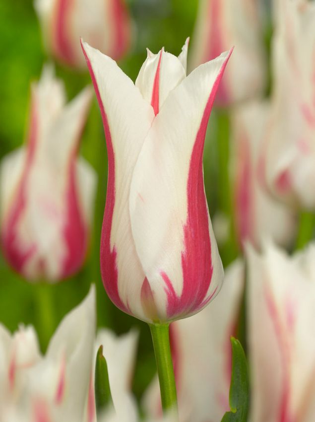 Hippeastrum 'Marilyn' - Rittersterne