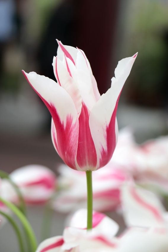 Hippeastrum 'Marilyn' - Rittersterne