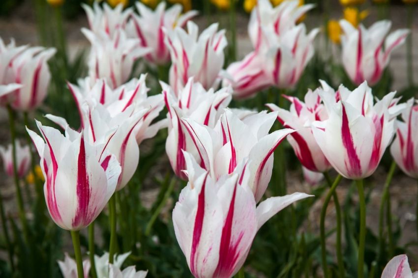Hippeastrum 'Marilyn' - Rittersterne