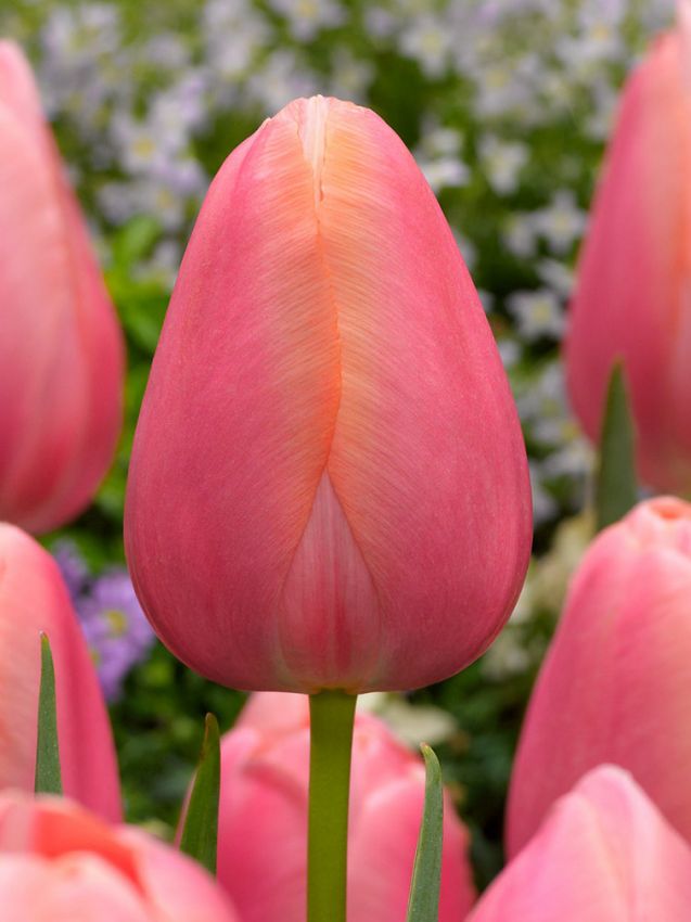 Tulipa 'Menton' - Tulpe