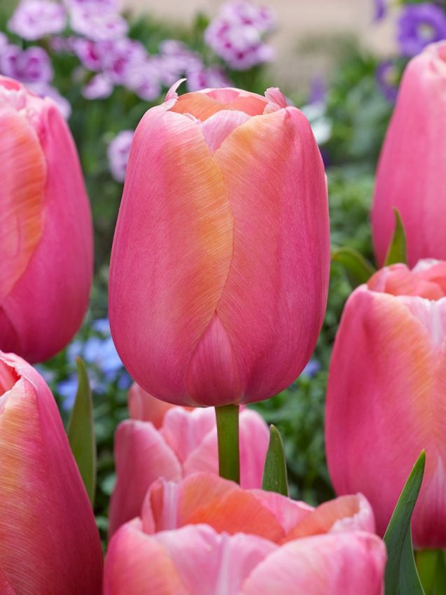 Tulpen Menton