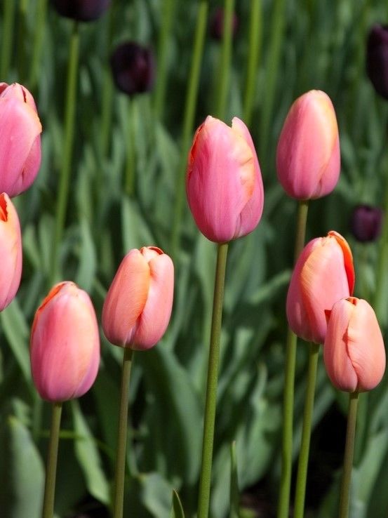 Tulipa 'Menton' - Tulpe