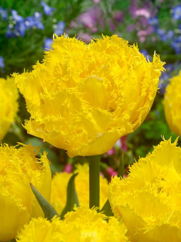Tulpen Mon amour