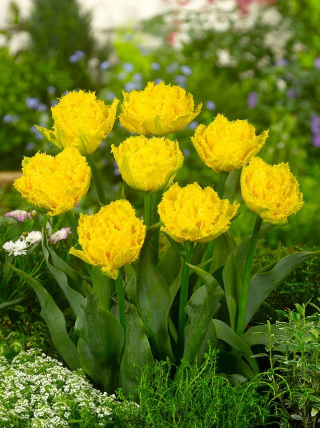 Tulipa 'Mon Amour' - Tulpe - LumiBlumi
