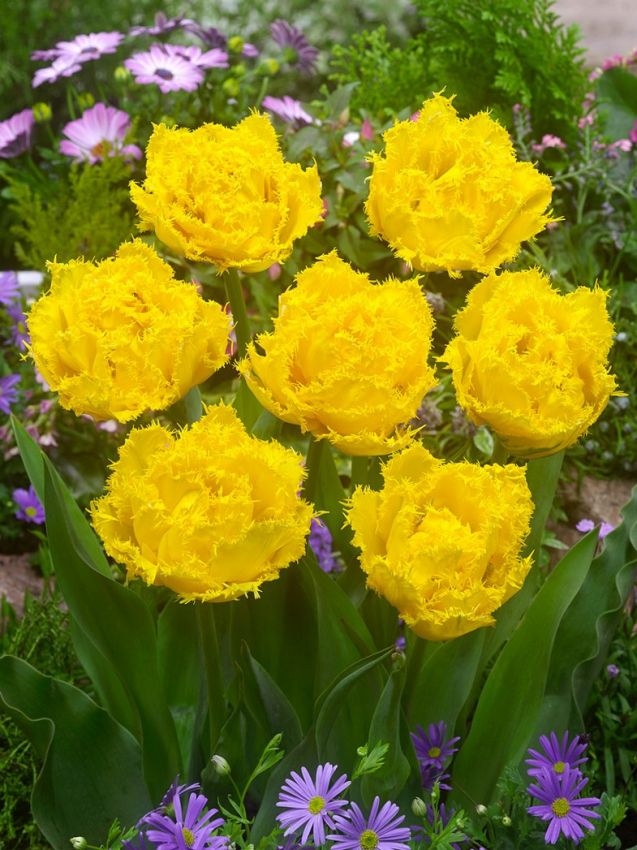 Tulipa 'Mon Amour' - Tulpe - LumiBlumi